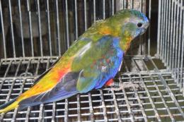 IN-4499　ヒムネキキョウインコ　♂