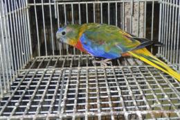 IN-4499　ヒムネキキョウインコ　♂