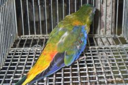 IN-4499　ヒムネキキョウインコ　♂