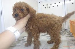 US-760　MIX犬　一番小さかった子に成ります。