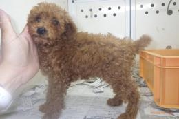 US-760　MIX犬　一番小さかった子に成ります。