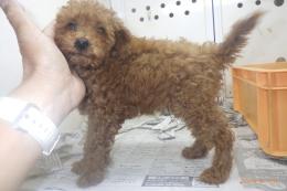 US-760　MIX犬　一番小さかった子に成ります。