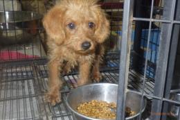 US-761　MIX犬　