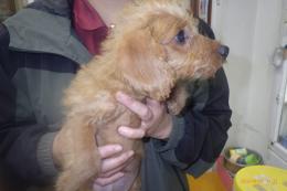 US-761　MIX犬　