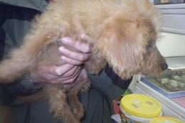 US-761　MIX犬　