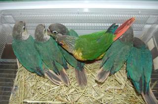 IN-521 ワキコガネウロコインコ・手乗り雛 | キットウココ ペット部