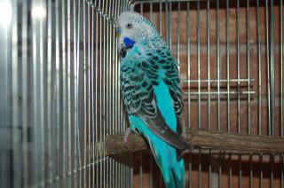 IN-998 ジャンボセキセイインコ・ブルーオパーリン雄 | キットウココ