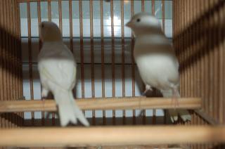 KOT-867 ベルギー産白カナリヤの雌 1羽の価格  キットウココ ペット部