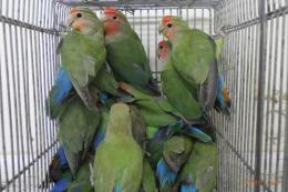 IN-3970 コザクラインコ・ノーマルの若 ♂♀で | キットウココ IN-3970 コザクラインコ・ノーマルの若 ♂♀で | キットウココ