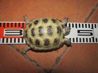 Ki 329 ヨツユビリクガメ メス その1 キットウココ ペット部