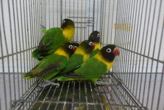 IN-3010 キエリクロボタンインコ | キットウココ ペット部