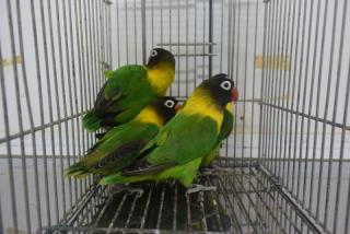 IN-3010 キエリクロボタンインコ | キットウココ ペット部