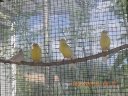 KOT-2742　ハルツローラーカナリヤ　雄雌で(輸入鳥)