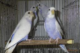 IN-4133　セキセイインコ・コバルト系ウイング　雄雌で
