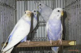 IN-4133　セキセイインコ・コバルト系ウイング　雄雌で