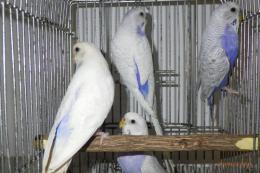 IN-4133　セキセイインコ・コバルト系ウイング　雄雌で