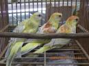 IN-4500　ビセイインコ・オレンジシナモンオパーリン　雄雌で