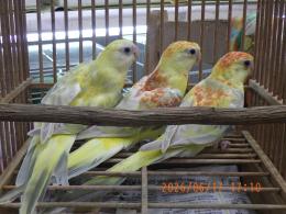 IN-4500　ビセイインコ・オレンジシナモンオパーリン　雄雌で