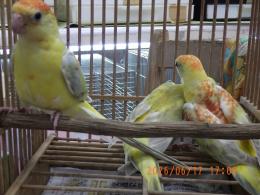 IN-4500　ビセイインコ・オレンジシナモンオパーリン　雄雌で