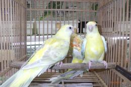 IN-4500　ビセイインコ・オレンジシナモンオパーリン　雄雌で