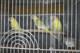 IN-4500　ビセイインコ・オレンジシナモンオパーリン　雄雌で