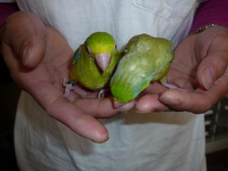 まめるりは マメルリハはこんな鳥です - sorarun Jimdoページ
