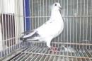HT-1038　白いレース鳩　リング№25K(9)040　オス