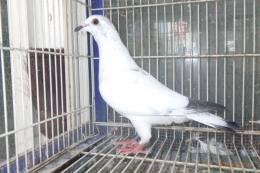 HT-1038　白いレース鳩　リング№25K(9)040　オス