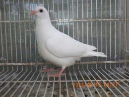 HT-1041　白いレース鳩　リング№25K(9)019　オス