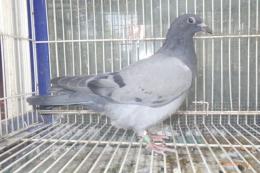 HT-1044　レース鳩　リング№25K(8)020　メス