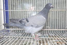 HT-1044　レース鳩　リング№25K(8)020　メス