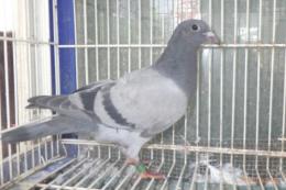 HT-1045　レース鳩　リング№25K(8)021　オス