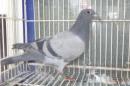 HT-1045　レース鳩　リング№25K(8)021　オス