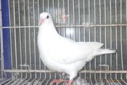 HT-1046 白い　レース鳩　リング№25K(9)021　メス?