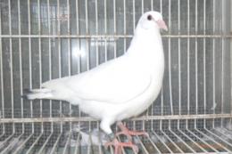HT-1046 白い　レース鳩　リング№25K(9)021　メス?