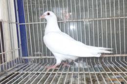 HT-1047 白い　レース鳩　リング№25K(9)020　オス