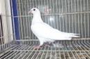 HT-1047 白い　レース鳩　リング№25K(9)020　オス