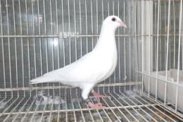 HT-1047 白い　レース鳩　リング№25K(9)020　オス