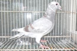 HT-1048 　レース鳩　リング№25K(9)018　オス