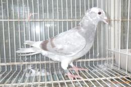 HT-1048 　レース鳩　リング№25K(9)018　オス