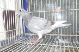HT-1048 　レース鳩　リング№25K(9)018　オス