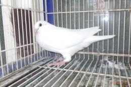 HT-1049　白いレース鳩　リング№25K(9)049　オス?