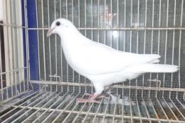 HT-1049　白いレース鳩　リング№25K(9)049　オス?