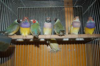 コキンチョウ ペア | 魚類・鳥類・哺乳類・爬虫類・両生類・繁殖、飼育器材の通販のJ.アシスト