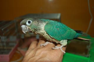 IN-529 ワキコガネウロコインコのブルー 手乗りB(オークション出展中