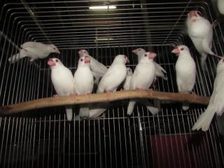 KOT-1972 赤目の白文鳥 オス | キットウココ ペット部