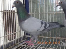 HT-1052　レース鳩　　　オス　管理№25K(10)001　B