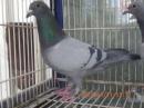 HT-1052　レース鳩　　　オス　管理№25K(10)001　B
