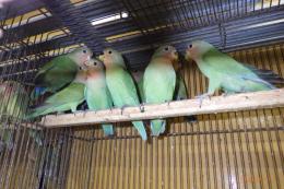 IN-4134　24年生コザクラインコ　若