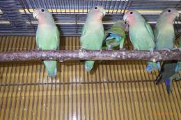 IN-4134　24年生コザクラインコ　若
